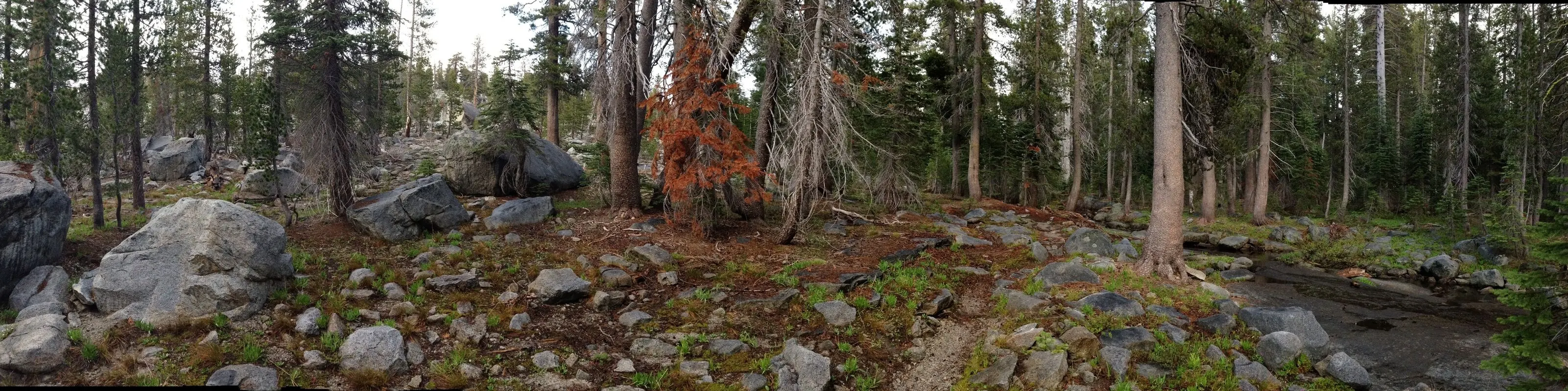 Forest panorama