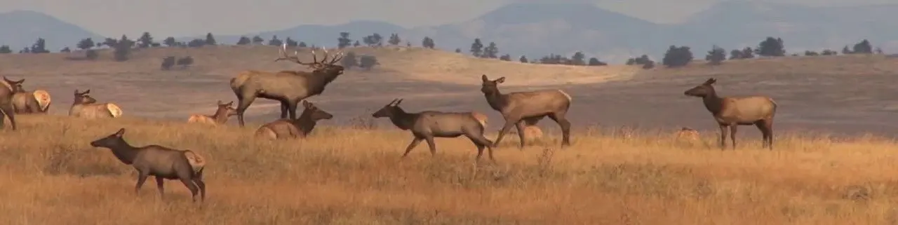 Rocky Mountain Elks