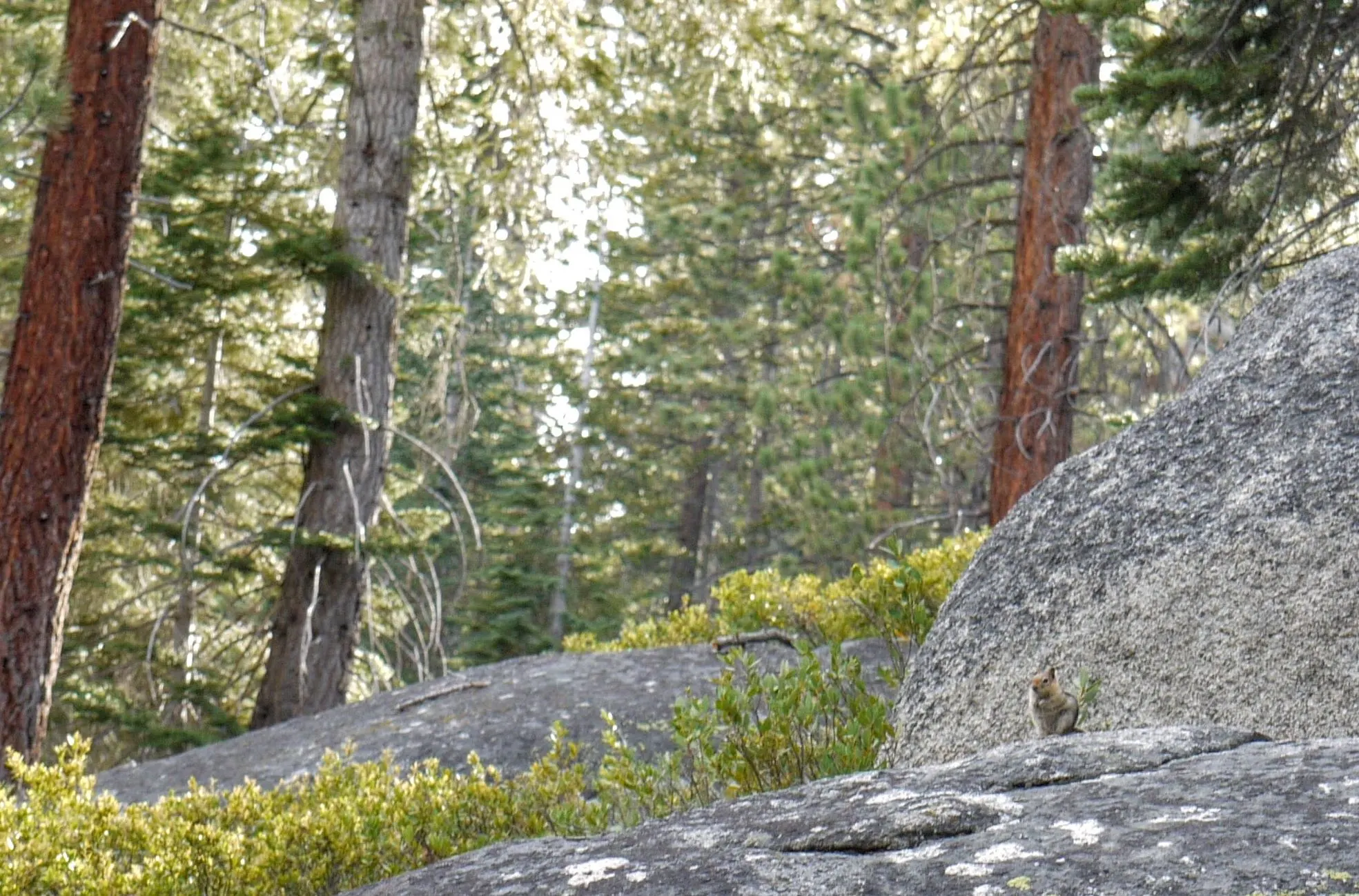 A squirrel on the rocks