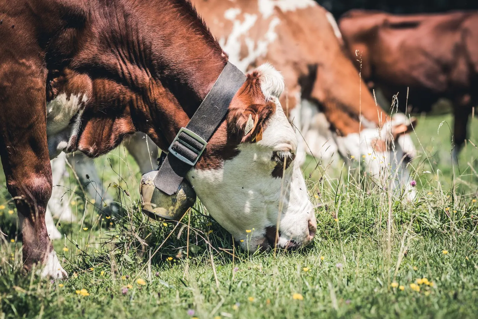 Cows with bells, grazing